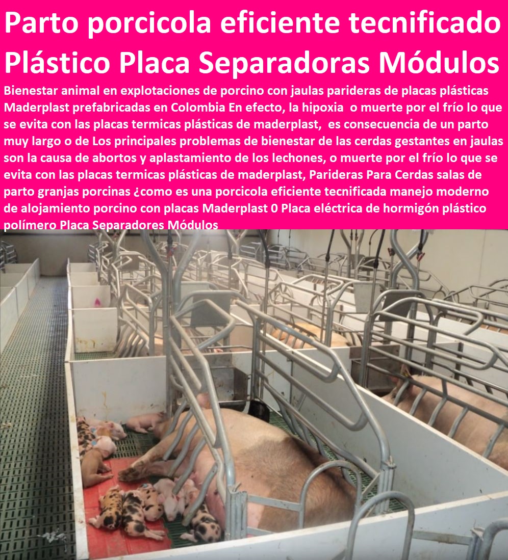 Parideras Para Cerdas salas de parto granjas porcinas ¿como es una porcicola eficiente tecnificada manejo moderno de alojamiento porcino con placas Maderplast 0 Placa eléctrica de hormigón plástico polímero Placa Separadores Módulos Parideras Para Cerdas salas de parto granjas porcinas ¿como es una porcicola eficiente tecnificada manejo moderno de alojamiento porcino con placas Maderplast 0 Placa eléctrica de hormigón plástico polímero Placa Separadores Módulos